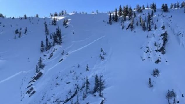 Une montagne enneigée avec quelques connifères.