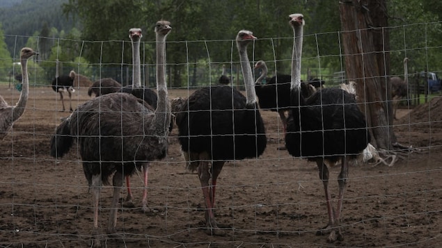 Supreme Court Halts Ostrich Cull at B.C. Farm Over Avian Flu Outbreak