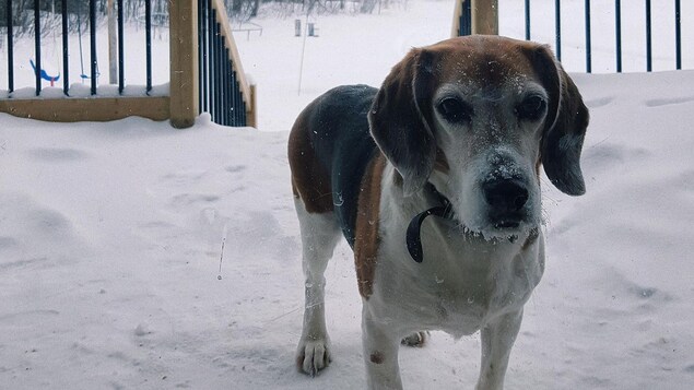 Un chien sur un balcon, en hiver. Un chien sur un balcon, en hiver.