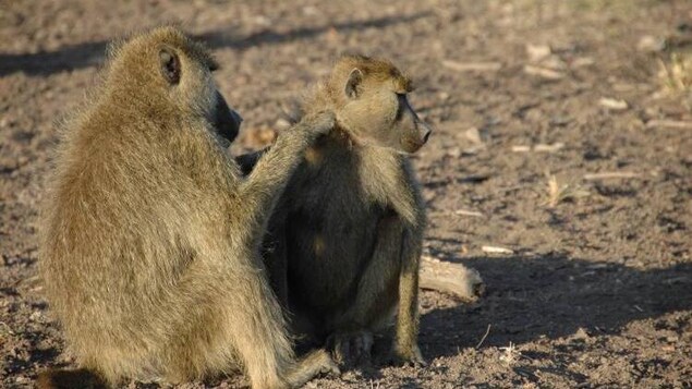 Un mâle et une femelle babouins s'épouillent dans le parc national d’Amboseli au Kenya.