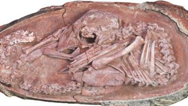 Découverte d’un embryon de dinosaure incroyablement conservé