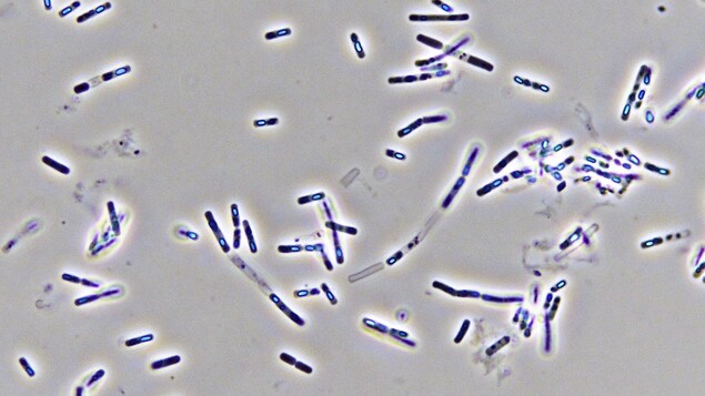Bactéries au microscope. Bactéries au microscope.