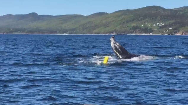 Une baleine empêtrée dans un engin de pêche au homard. Une baleine empêtrée dans un engin de pêche au homard.