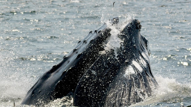 Photo de la tête d'une baleine qui sort de l'eau.