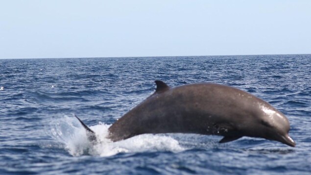 Les baleines à bec sont sociables, comme les dauphins, et se plaisent à sauter près des bateaux. Les baleines à bec sont sociables, comme les dauphins, et se plaisent à sauter près des bateaux.