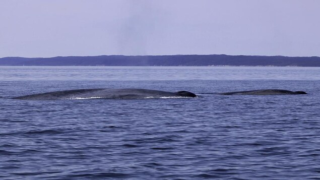 Un rorqual bleu et son baleineau dans l'estuaire du Saint-Laurent Un rorqual bleu et son baleineau dans l'estuaire du Saint-Laurent