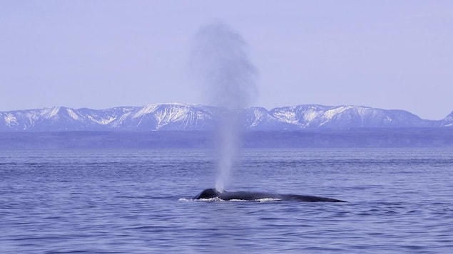 Une femelle rorqual bleu a été aperçue au large de Pointe-des-Monts. Une femelle rorqual bleu a été aperçue au large de Pointe-des-Monts.