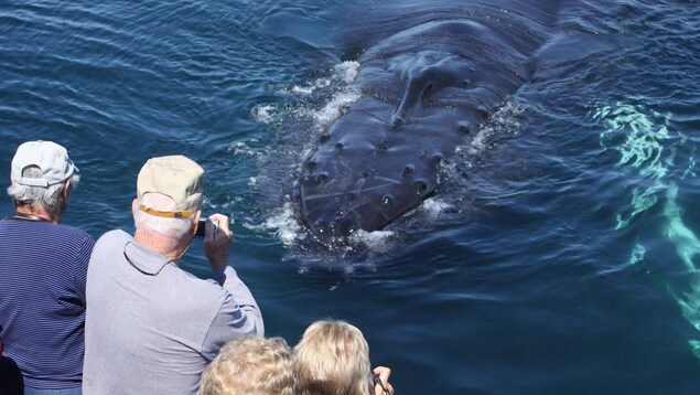 Des gens sur un bateau photographie la baleine qui passe tout près. Des gens sur un bateau photographie la baleine qui passe tout près.
