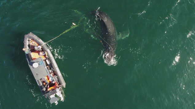 Vue aérienne d'un bateau de sauvetage et d'une baleine à bosse, emmêlée dans une corde en polyacier, au large de Haida Gwaii, en Colombie-Britannique. 