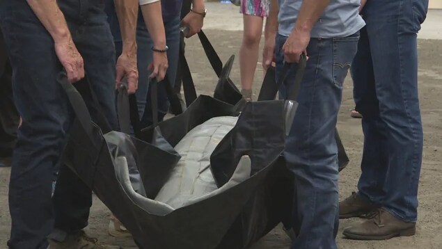 Une fausse baleine est dans une civière. Plusieurs étudiants tiennent une courroie pour la transporter. Une fausse baleine est dans une civière. Plusieurs étudiants tiennent une courroie pour la transporter.