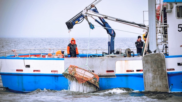 La pêche au crabe des neiges de la zone 17 débutera vendredi