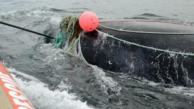Joe Howlett a sauvé plusieurs baleines prises dans des filets de pêcheurs par le passé, comme celle-ci en août 2016. Joe Howlett a sauvé plusieurs baleines prises dans des filets de pêcheurs par le passé, comme celle-ci en août 2016.