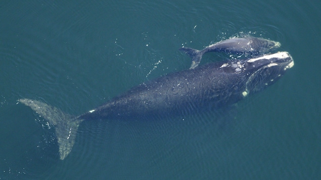 Une baleine noire de l'Atlantique Nord femelle et son baleineau dans l'océan Atlantique au large de la frontière entre la Floride et la Géorgie, en février 2009.