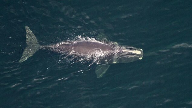 La baleine nage à la surface de la mer La baleine nage à la surface de la mer