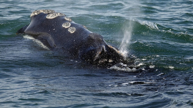 Baleine noire qui émerge de l'eau.