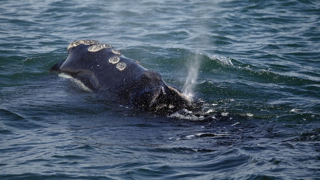 Une baleine noire émerge des eaux mouvementées.