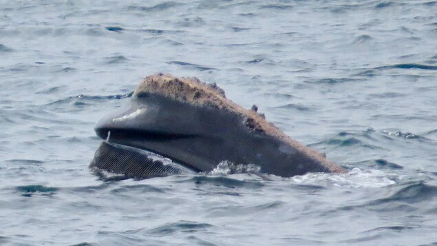 La tête de la baleine à la surface de la mer.