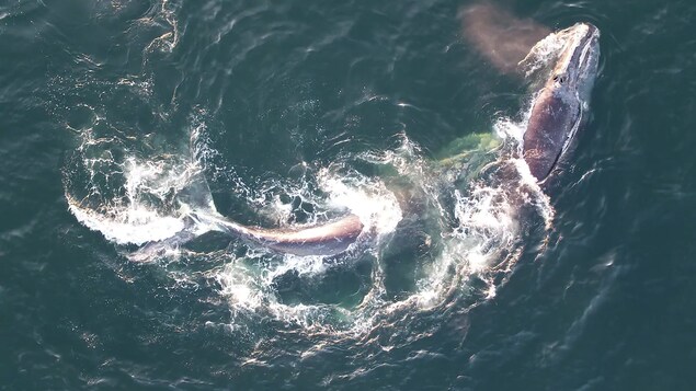 Une baleine noire dans l'océan.