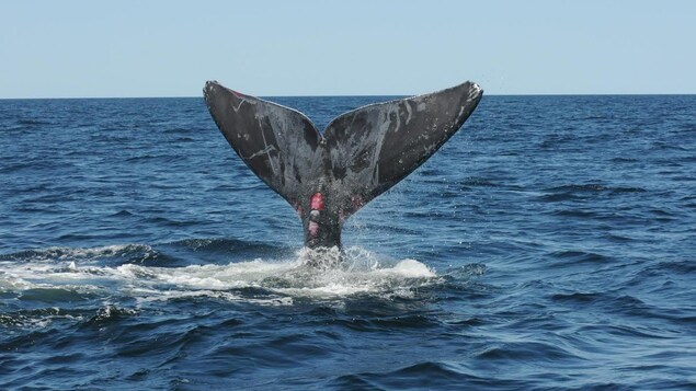 La baleine plonge dans l'océan La baleine plonge dans l'océan