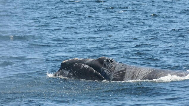 Une baleine noire blessée à la surface de l'océan Une baleine noire blessée à la surface de l'océan