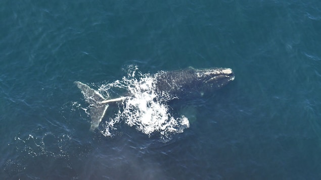 Une baleine, vue aérienne.