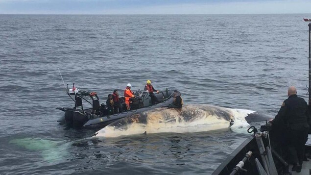 Un bateau pneumatique accoste le cadavre d'une baleine qui flotte sur l'eau.