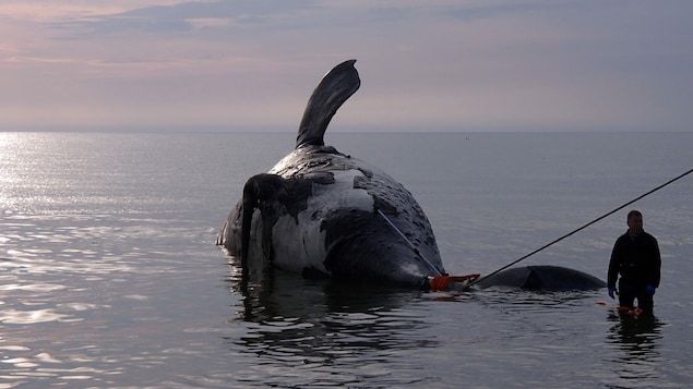 Le déclin de la population de baleines noires de l’Atlantique Nord se poursuit