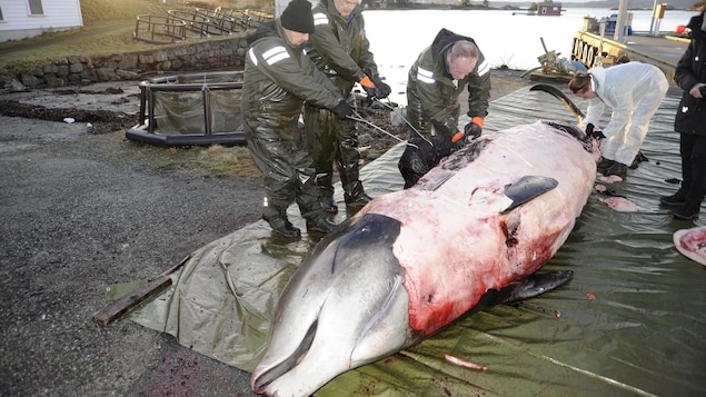 Des hommes étudient la carcasse d'une baleine qui s'est échouée. Des hommes étudient la carcasse d'une baleine qui s'est échouée.