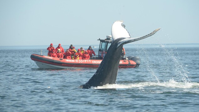 游客在观赏鲸鱼出水。
