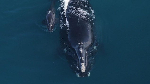 La population de baleines noires de l’Atlantique Nord poursuit son déclin