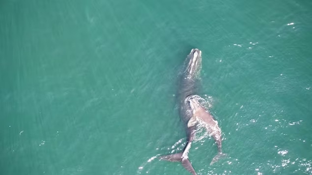 Une baleine adulte et son bébé nagent côte à côte.