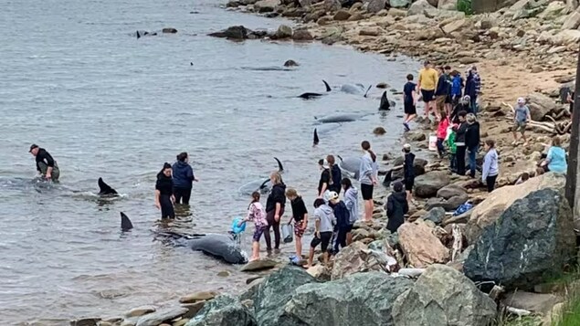 8 whales stranded in Cape Breton were healthy, autopsies show