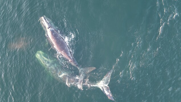 Aucun décès de baleine noire dans le golfe en 2021