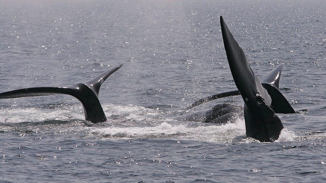 Des baleines noires de l'Atlantique Nord dans la baie de Cape Cod le 10 avril 2008.