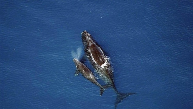 Deux baleines noires dans l'eau