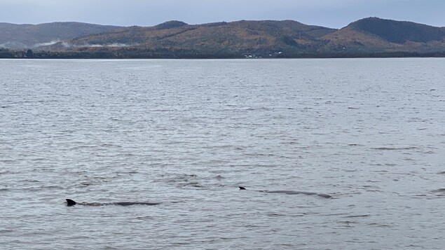 Deux baleines prises au piège par la marée dans la rivière Ristigouche