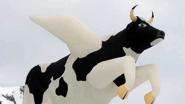 An inflated hot-air balloon in the shape of a cow.