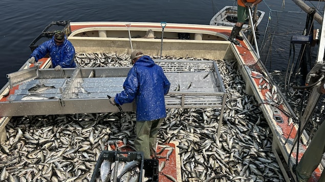 Un bateau de pêche dont le sol est recouvert de gaspareaux.