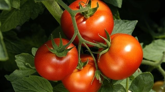 Des tomates de serre