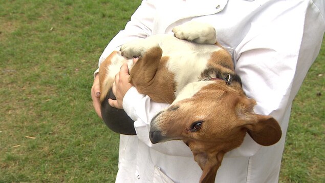 Un jeune chien dans les bras d'une scientifique, les pattes repliées et le ventre en l'air. Un jeune chien dans les bras d'une scientifique, les pattes repliées et le ventre en l'air.