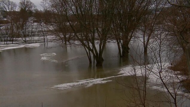 Des arbres inondés par la rivière.