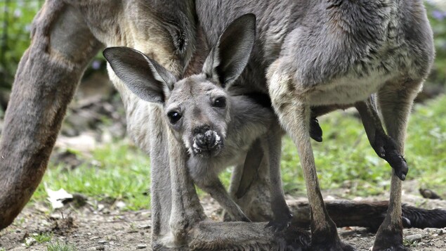 Un bébé kangorou en captivité.