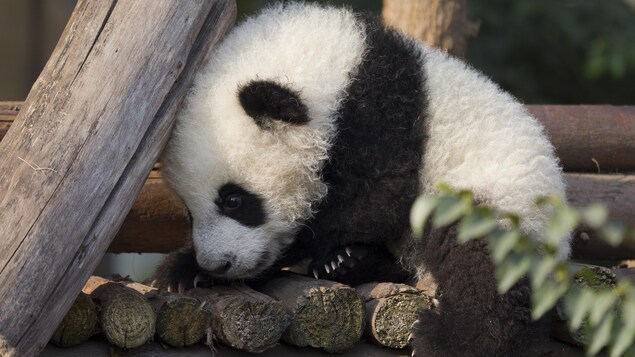 Un bébé panda est assis sur une surface en bois. Sa tête est appuyée sur une poutre de bois. 