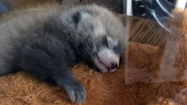 Un Bebe Panda Roux Meurt Au Zoo De Winnipeg Radio Canada Ca Un Bebe Panda Roux Meurt Au Zoo De Winnipeg Radio Canada Ca