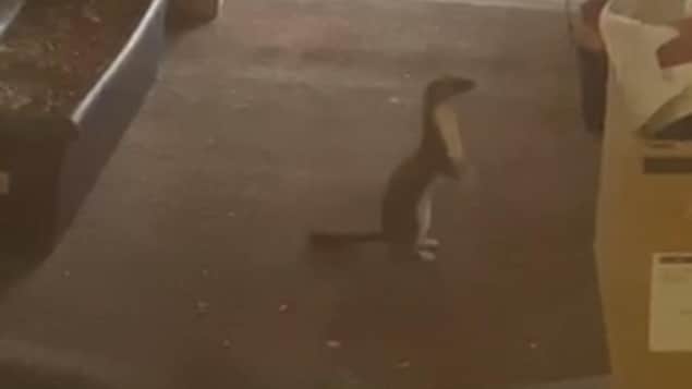 Une belette debout sur ses pattes arrières.