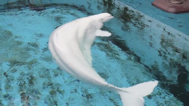 La santé d'Aurora inquiète à l'Aquarium de Vancouver.