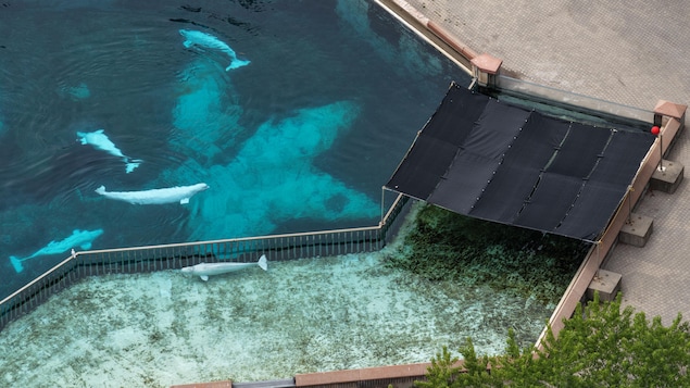 Plusieurs bélugas photographiés de haut dans une piscine de dimension assez petite.
