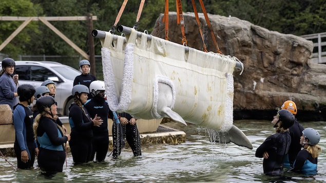 Sept autres bélugas quittent Marineland pour un aquarium américain