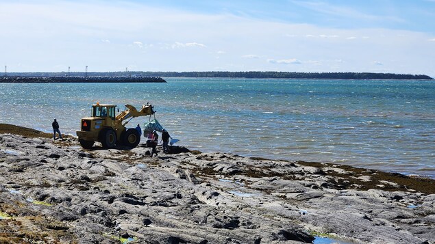 Une carcasse de béluga retrouvée sur les berges de Rimouski