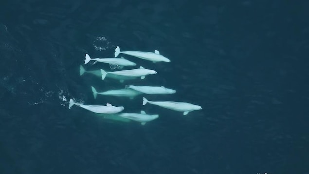 Les bélugas en grand nombre dans le fjord